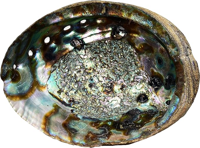 Abalone Shell with Wood Stand - Sage Smudge Kit, Incense Bowl (Stand Plus 6 1/2-7 1/2 Inch Shell)