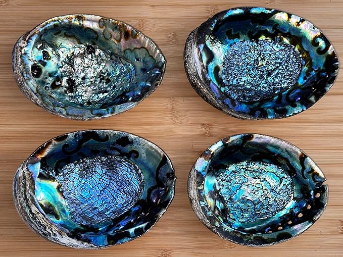 Abalone Shell, Seashell Incense Burner, Smudge Bowl for Holding Smudge Sticks, Incense, Crafts, Display, Jumbo - 7" to 8"