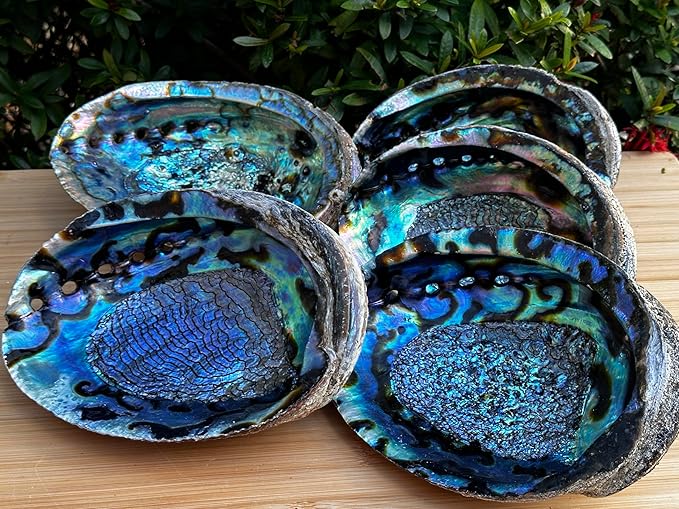 Abalone Shell, Seashell Incense Burner, Smudge Bowl for Holding Smudge Sticks, Incense, Crafts, Display, Jumbo - 7" to 8"
